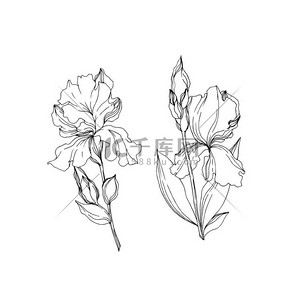 矢量虹膜花卉植物花。黑白雕刻艺术。隔离的虹膜插图元件.