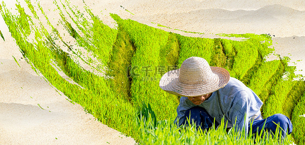 做农活老婆婆背景图片_芒种各种形象绿色写实
