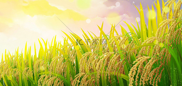 风景节气海报背景图片_小满水稻绿色简约节气海报