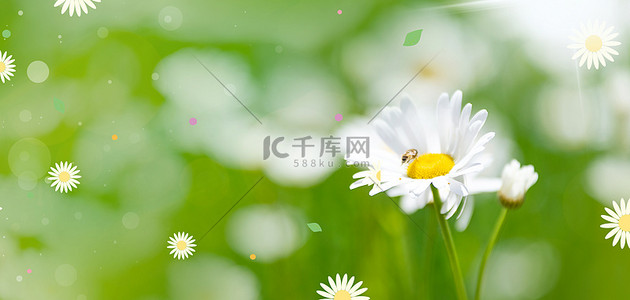 花卉光效背景图片_小雏菊花卉光效绿色