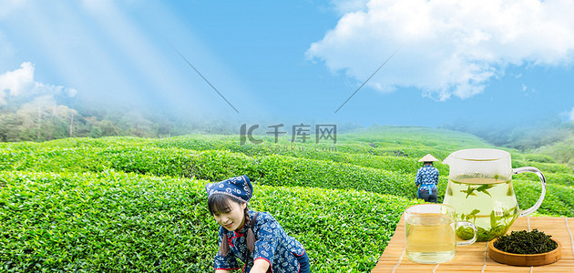 清明茶园美女绿色风景春游春茶