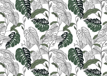 绿色花纹背景背景图片_花纹, 绿色, 黑色和白色的分裂叶菲洛丹龙植物与在白色背景的藤本植物, 柔和的复古主题