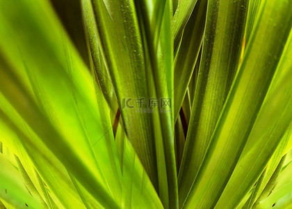大叶片背景图片_热带植物大片树叶棕榈叶创意背景