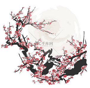 樱背景图片_现实的樱花-白色背景的日本樱桃树