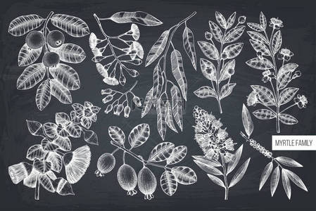 向量桃金娘家族植物设计。手绘花卉插图。植物素描与浆果, 花卉和叶子。在黑板样式的复古风格模板 