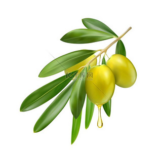 逼真的橄榄枝有油滴和绿叶矢量隔离三维橄榄蔬菜树果实意大利或希腊特级初榨橄榄油包装的食品植物逼真的宏观特写橄榄逼真的橄榄枝带油滴绿色的叶子