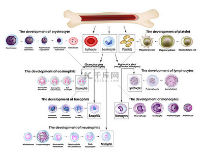 血细胞红血球发育, 红细胞, 白细胞, 嗜酸性粒细胞, 淋巴细胞, 中性粒细胞, 嗜碱性粒细胞单核细胞形成信息图表模型例证