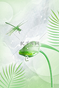 夏至蜻蜓绿色节气背景