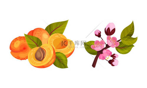 Blooming Apricot Tree Branch with Pink Flower Buds and Drupe Fruit Vector Set