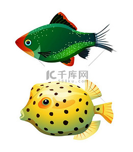 绿色的虎刺和被隔离在白色上的黄鱼在卡通风格的矢量插图中空白背景上的新鲜和咸水水族馆宠物剪影在白色上隔离的绿色虎刺和黄鱼