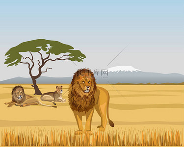 骄傲的狮子在大草原。矢量插图