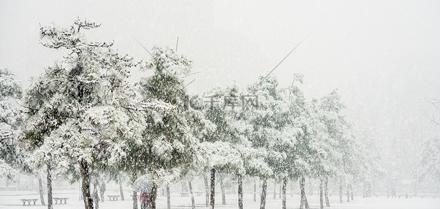 预警预警背景图片_下雪背景大雪松树