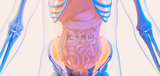 人体器官背景图片_人体结构器官