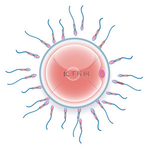 男性精子受精的女性卵子。丰富多彩的医疗插图.