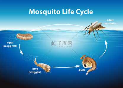 蚊子背景图片_一只蚊子的生命周期