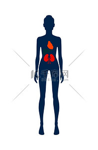 具有不同颜色心脏的女性身体和肾脏，带有人体信息图表和器官的海报，白色背景上孤立的矢量图。