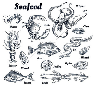 海鲜海报和带有标题和海洋生物类型的物种螃蟹和龙虾贝壳和鱿鱼章鱼和鲈鱼的矢量图海鲜海报和物种矢量插图