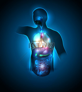 身体肠胃背景图片_人体解剖学色彩艳丽明快设计