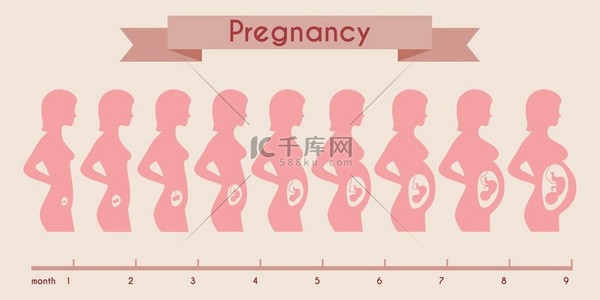 Growth of human fetus with female silhouette in weeks and months