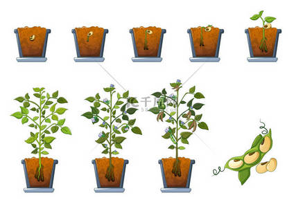 籽背景图片_黄豆籽芽在花盆图标集, 扁平型