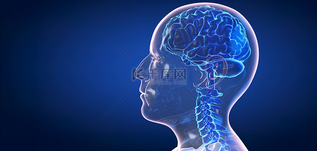 人体器官背景图片_人体结构 大脑