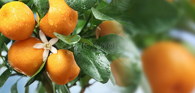 橙子轮播图背景图片_绿色水果橙子树高清背景橘子树