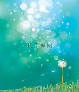 白summer背景图片_Vector of spring background with white dandelion.