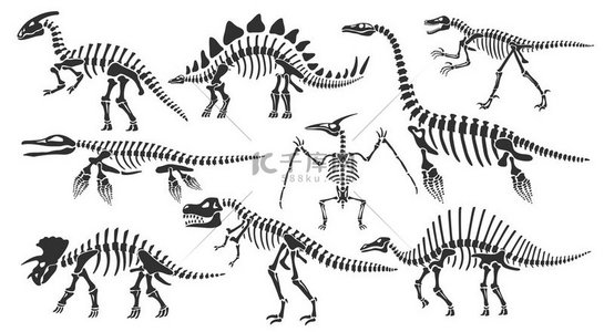 恐龙骨架恐龙骨骼剑龙化石和霸王龙骨骼古代动物的遗骸为恐龙骨架和三角龙化石提供了矢量插图恐龙骨架恐龙骨骼剑龙化石和霸王龙骨骼