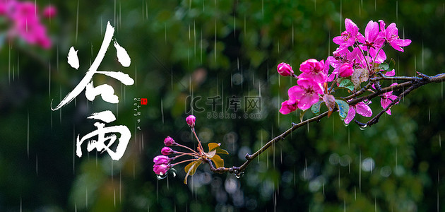 雨水唯美背景图片_谷雨节气海棠花绿色简约清新特写背景