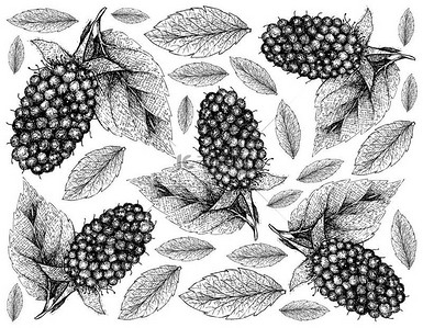 高含量背景图片_浆果水果, 说明壁纸手绘素描美味新鲜 kotataberry 绿叶在白色背景隔离。维生素 c 和 b 含量高.