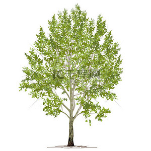 白杨(Populus L.)，绿叶，白色背景上的彩色矢量图像