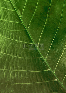 脉络背景图片_植物叶子脉络纹理背景