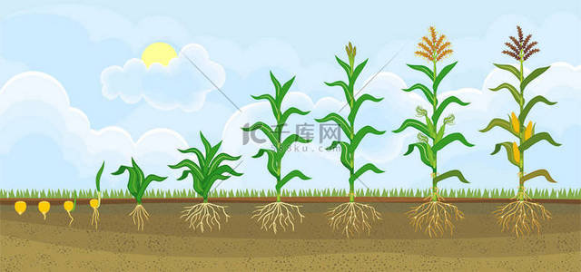 玉米 (玉米) 植物的生命周期。从播种到开花和果期的生长阶段