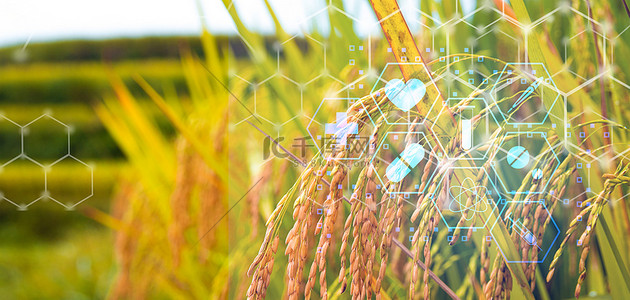 绿野农业背景图片_农业科技农作物科技风背景