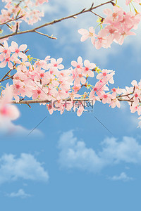 出游图背景图片_樱花海报花朵蓝天
