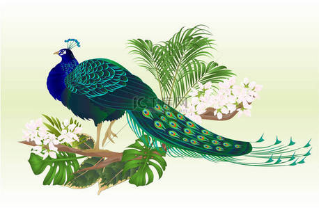 孔雀美女异国情调的鸟自然和热带花卉水彩复古矢量插图可编辑手绘手画  