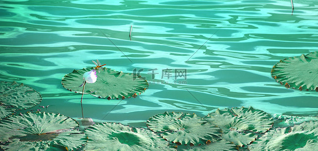 荷花湖水背景图片_夏天湖水荷花蜻蜓水绿色合成清新海报背景