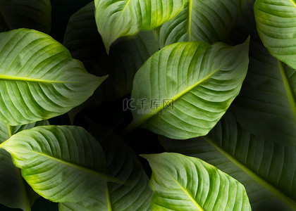 热带植物树叶棕榈叶创意底纹背景