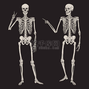 人类骨骼在黑色背景矢量插图上构成孤立。手绘哥特式标语牌、海报或印刷设计.