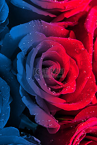简约玫瑰背景图片_情人节玫瑰红色简约情人节背景