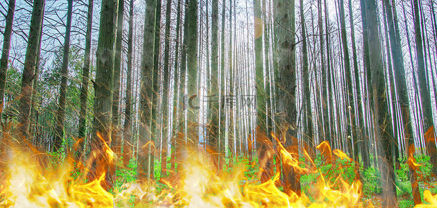 森林防火背景图片_时刻警惕森林防火高清背景