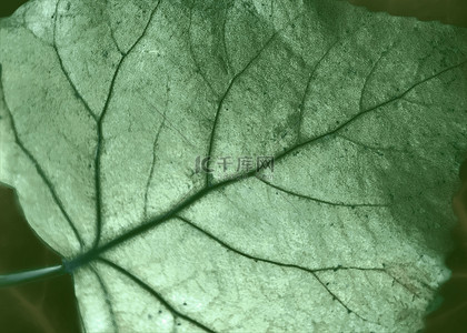 树叶脉络绿色纹理背景