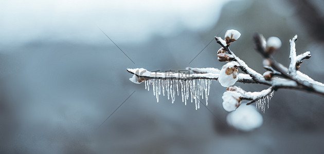 雪天树挂背景图片_冬梅花灰蓝摄影手绘