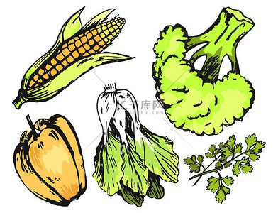 新鲜的图形混乱的蔬菜被隔离在白色上绿色西兰花欧芹玉米棒橙辣椒生菜的矢量特写海报新鲜的图案混乱的蔬菜隔离在白色