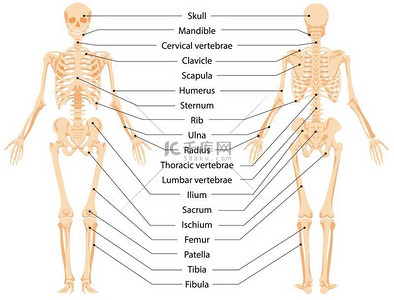infographic背景图片_Human anatomical skeleton infographic front view and back view vector graphic illustration