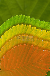 秋天大气背景图片_秋季海报树叶落叶