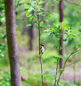 小鸟春天摄影照片_春天树枝上停留的小鸟