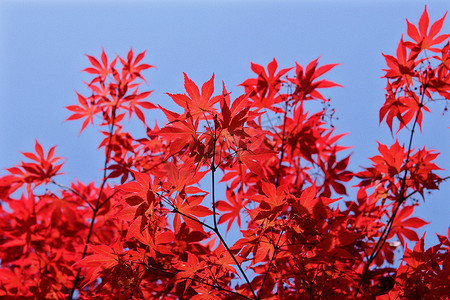 蓝天下茂盛的红叶