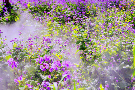 烟雾缭绕的紫色花朵