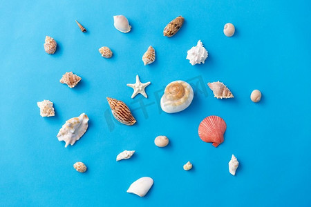 贝壳的分类摄影照片_海洋生物和夏天概念—不同的海贝壳在蓝色背景。不同的海贝壳在蓝色背景